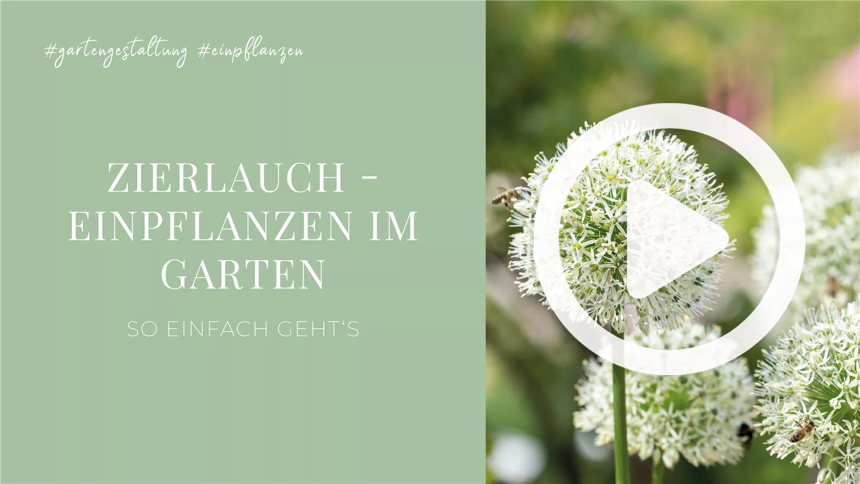 Zierlauch - Einpflanzen im Garten