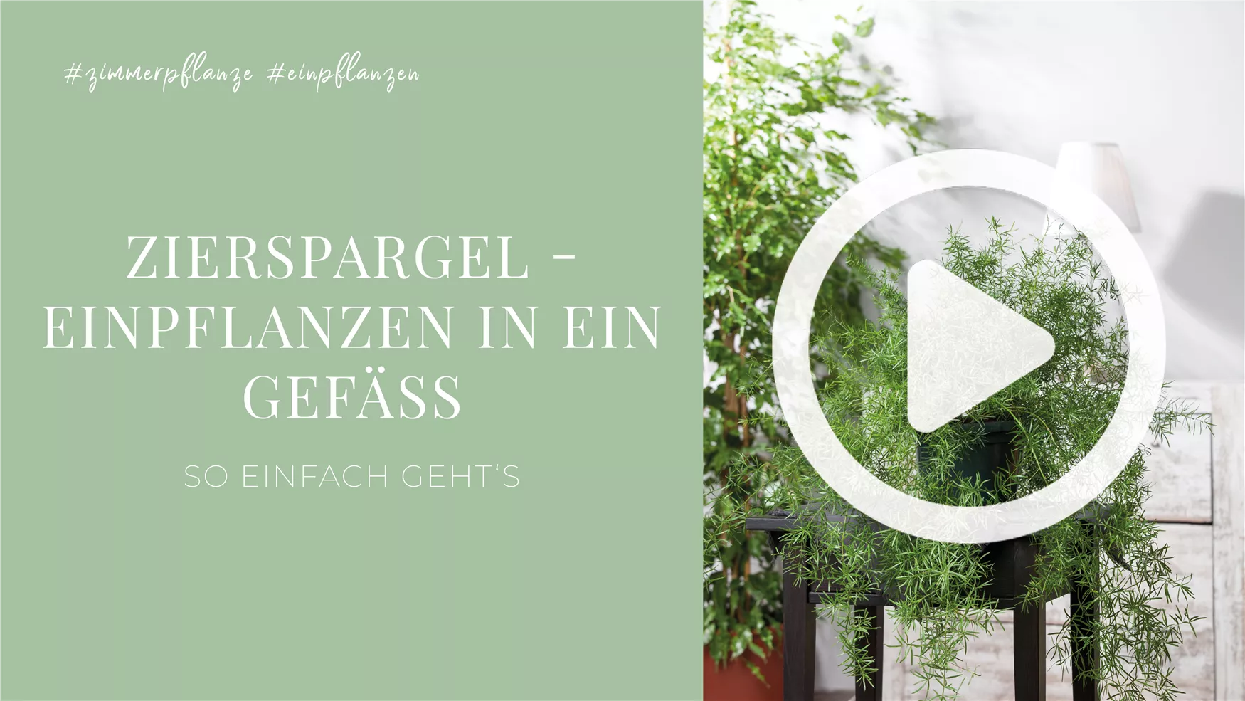 Zierspargel - Einpflanzen in ein Gefäß