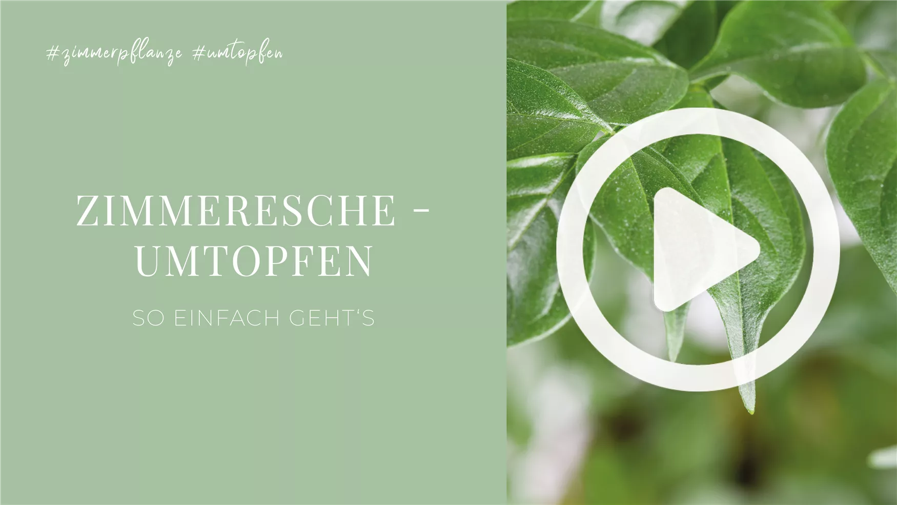 Zimmeresche - Umtopfen