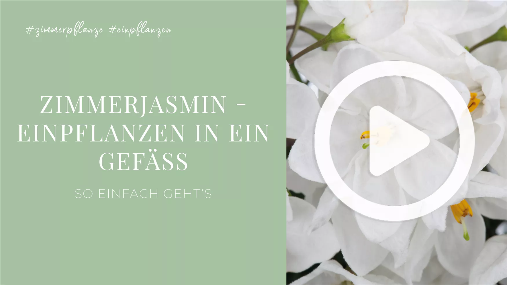 Zimmerjasmin - Einpflanzen in ein Gefäß