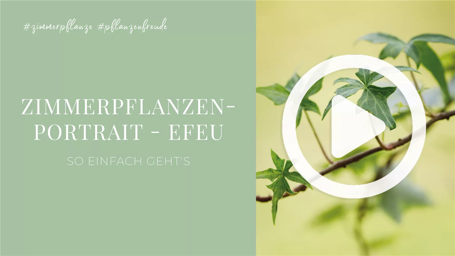 Zimmerpflanzenportrait - Efeu