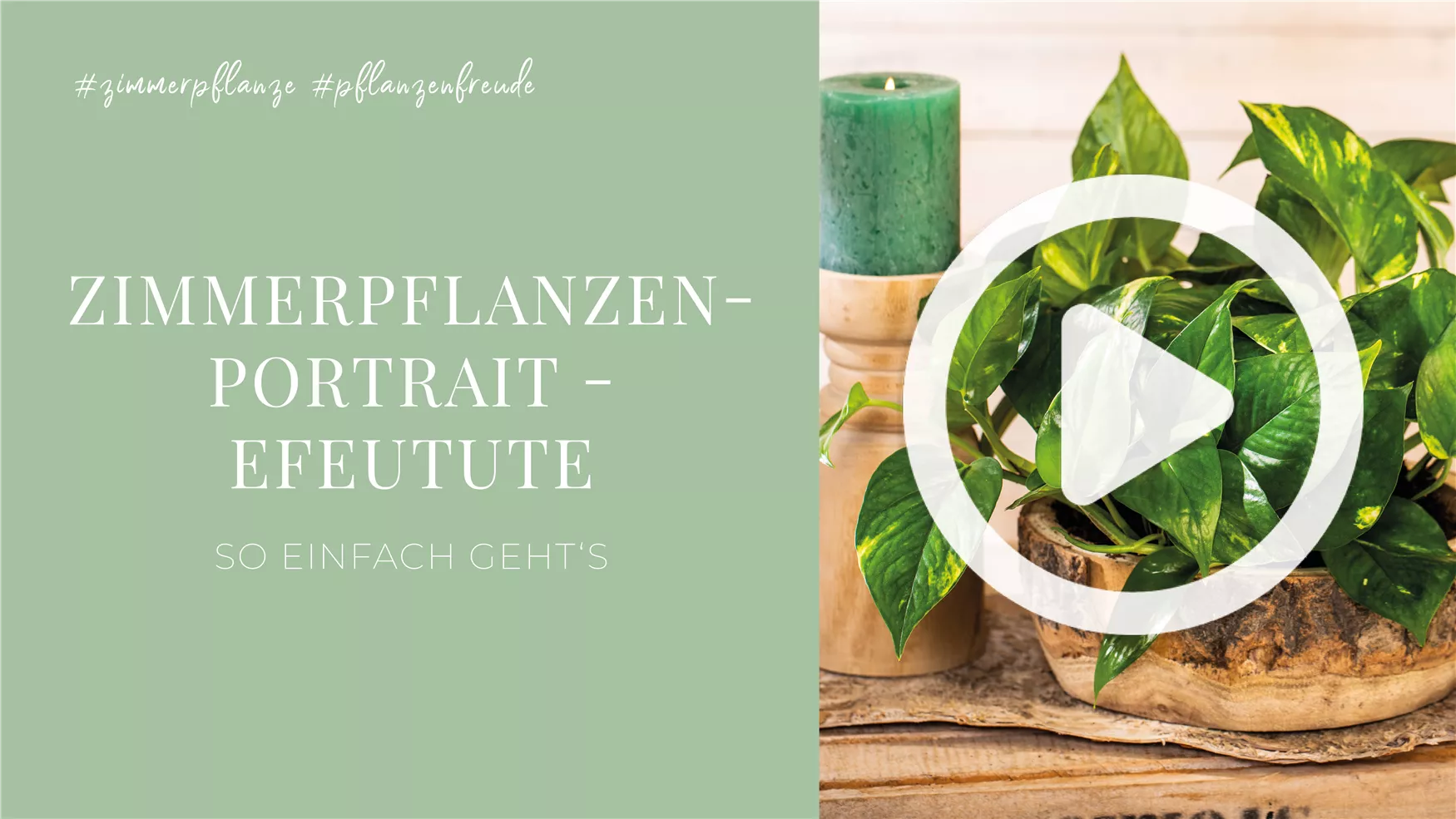 Zimmerpflanzenportrait - Efeutute