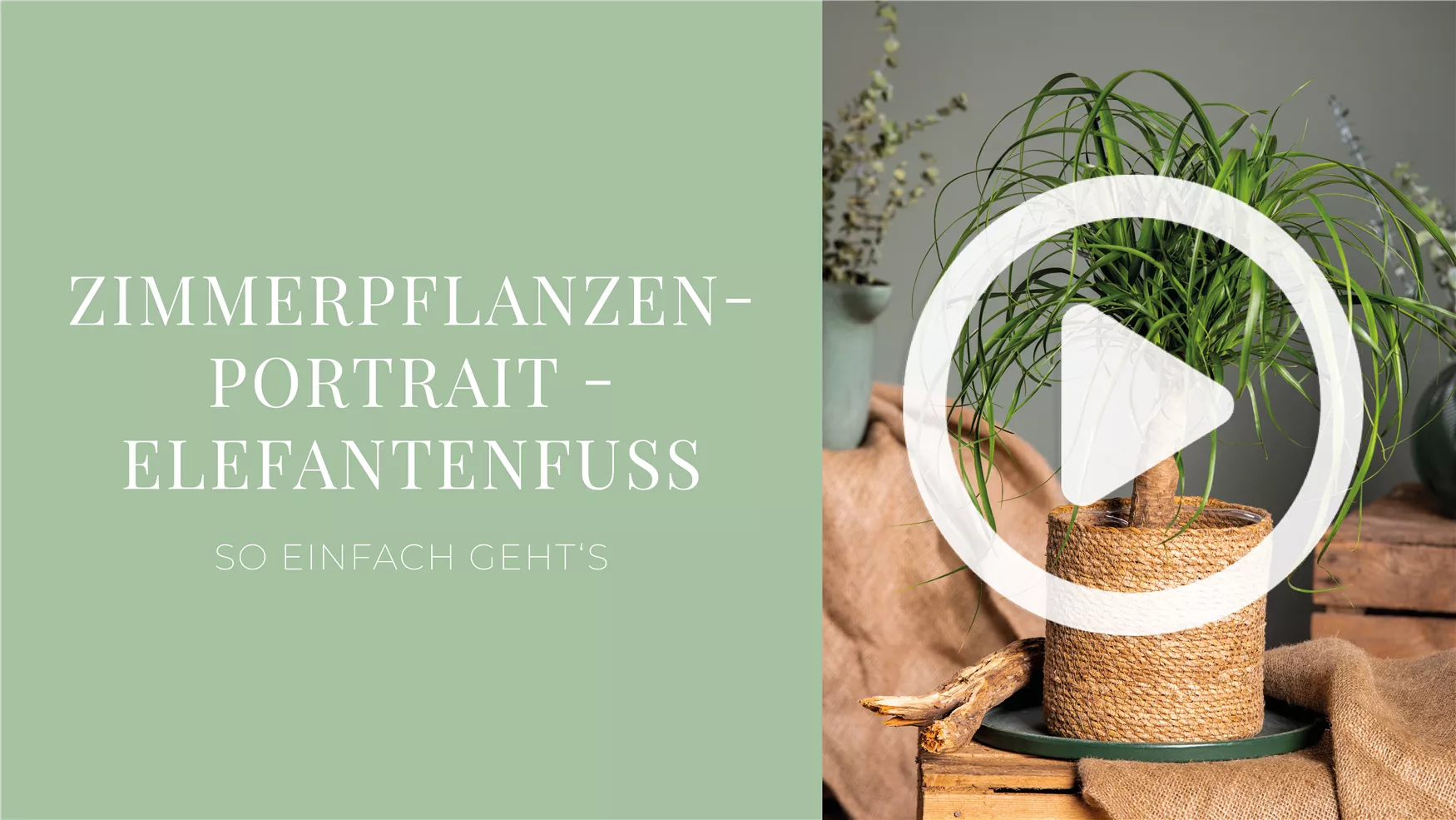 Zimmerpflanzenportrait - Elefantenfuß