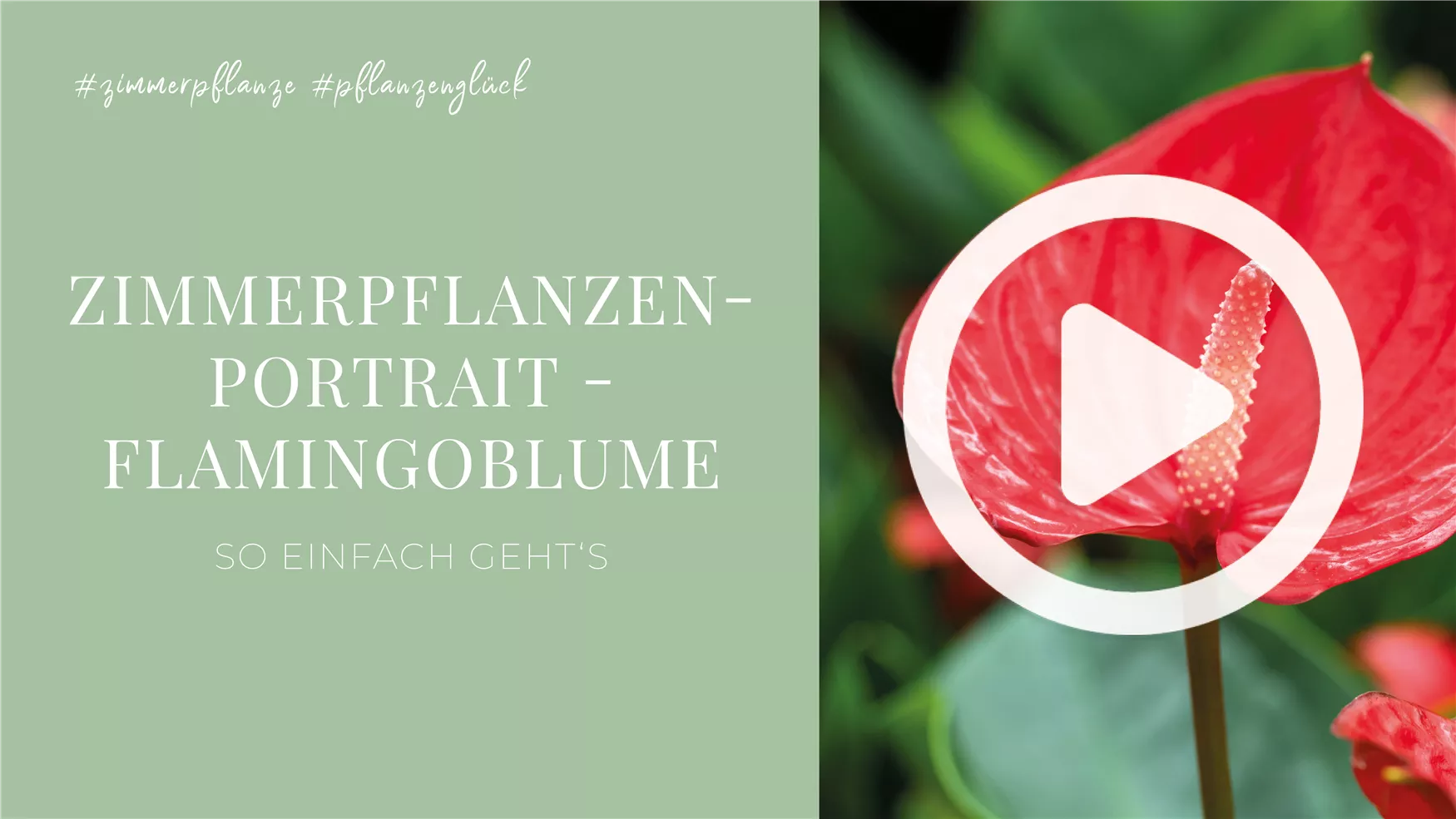 Zimmerpflanzenportrait - Flamingoblume