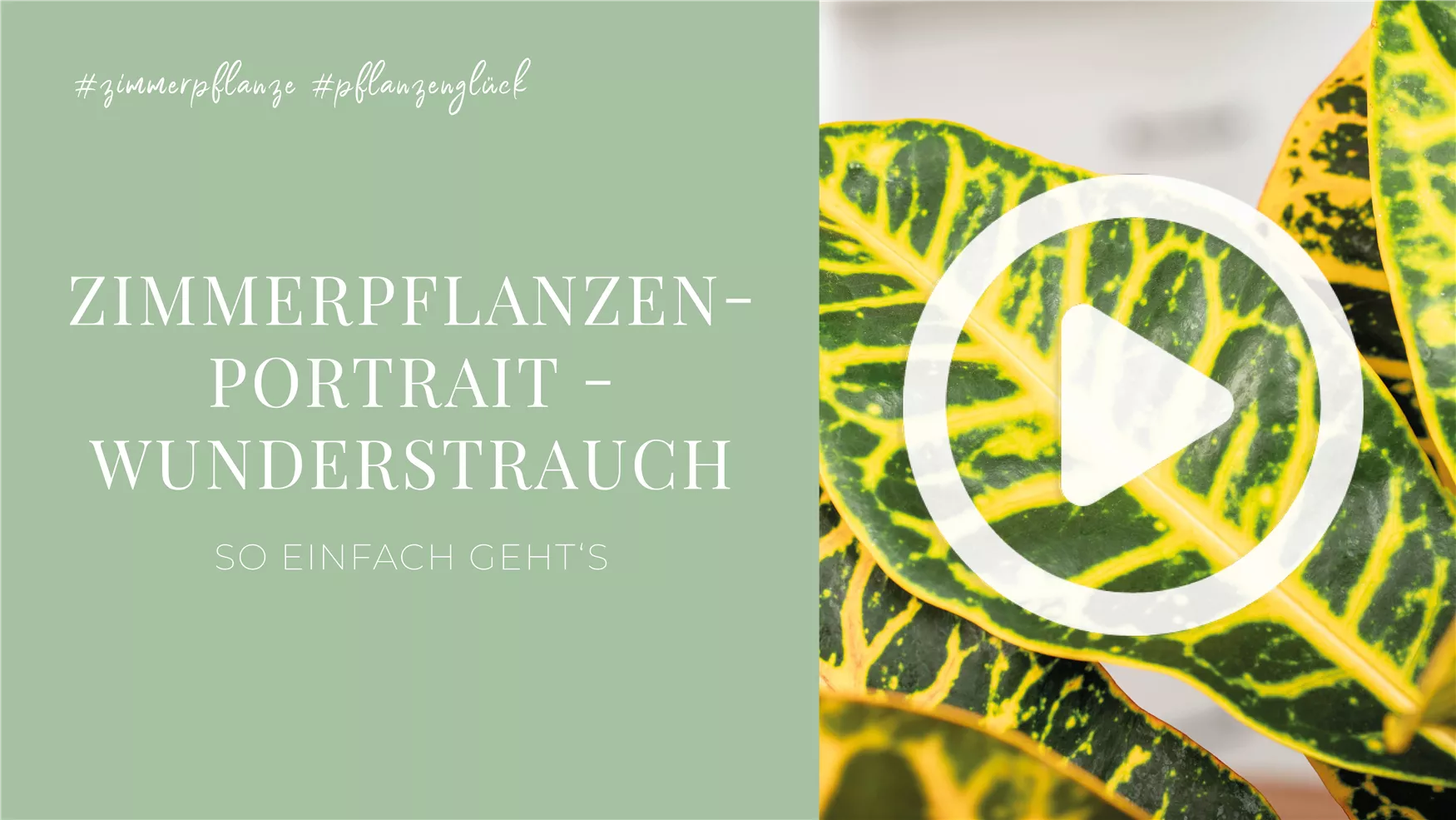 Zimmerpflanzenportrait - Wunderstrauch