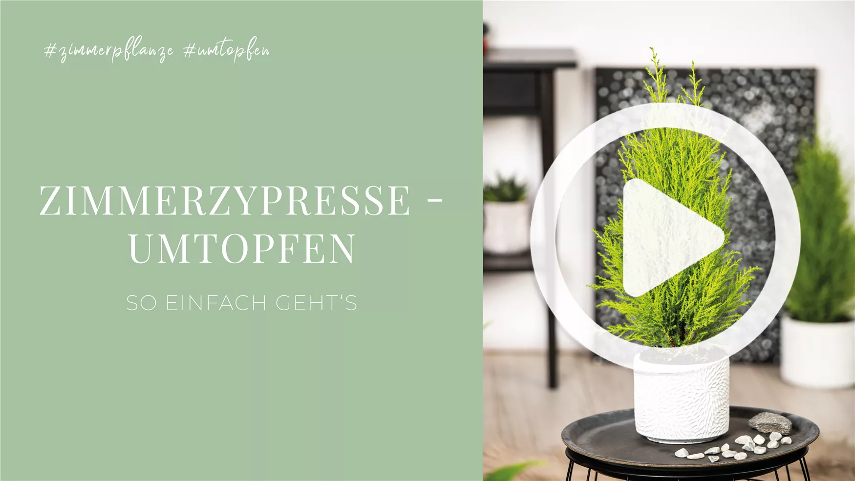 Zimmerzypresse - Umtopfen