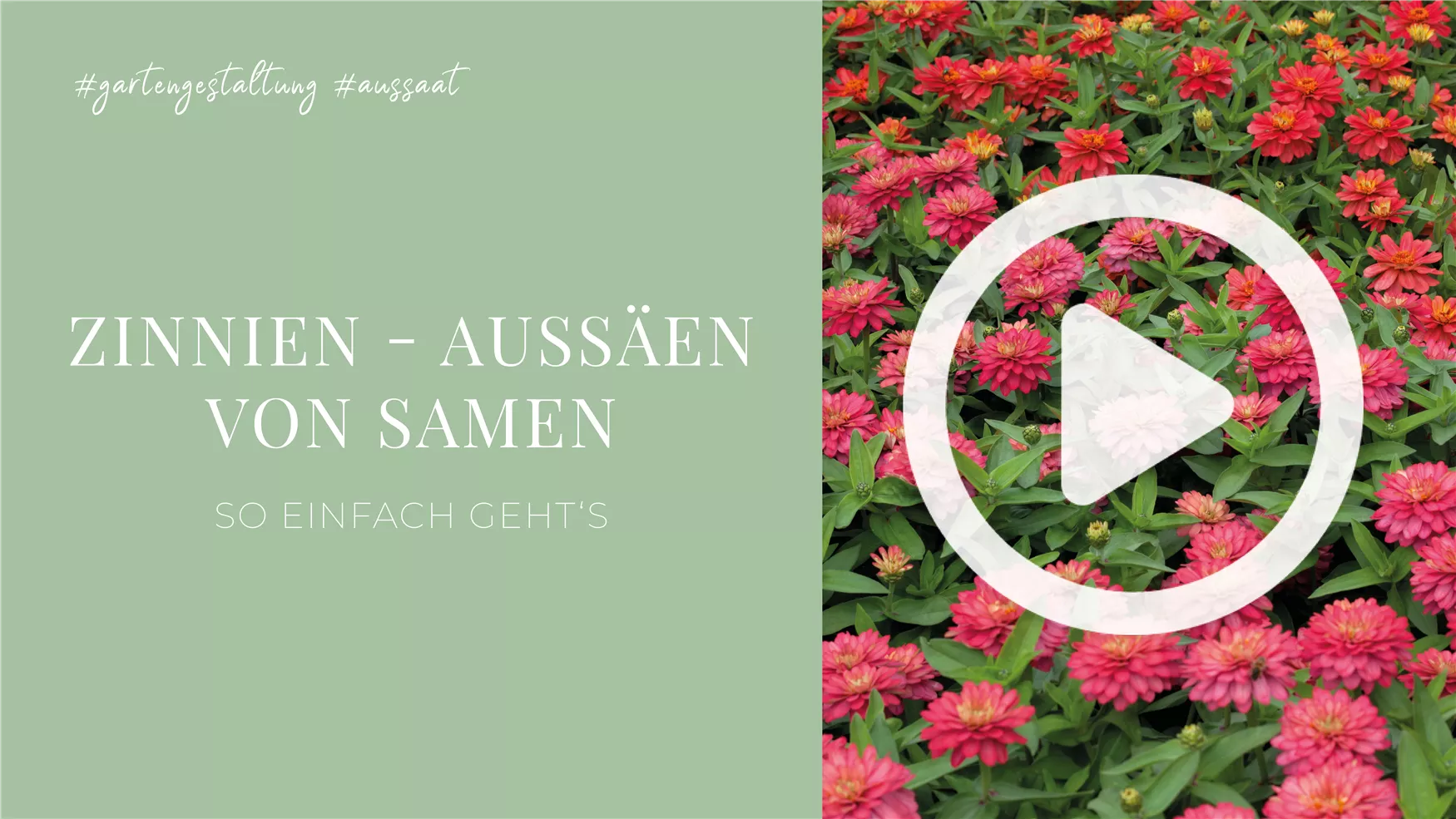 Zinnien - Aussäen von Samen