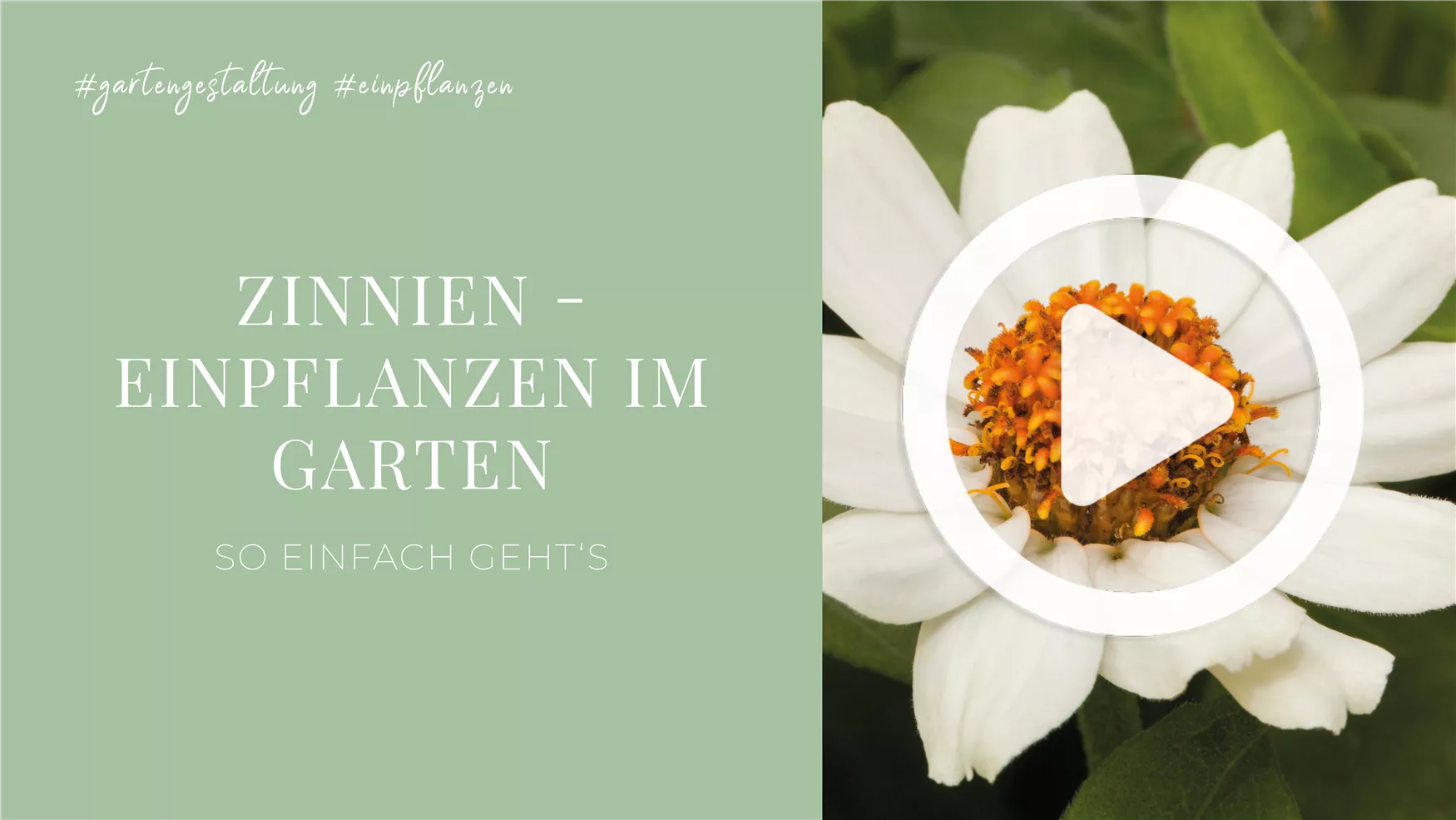 Zinnien - Einpflanzen im Garten