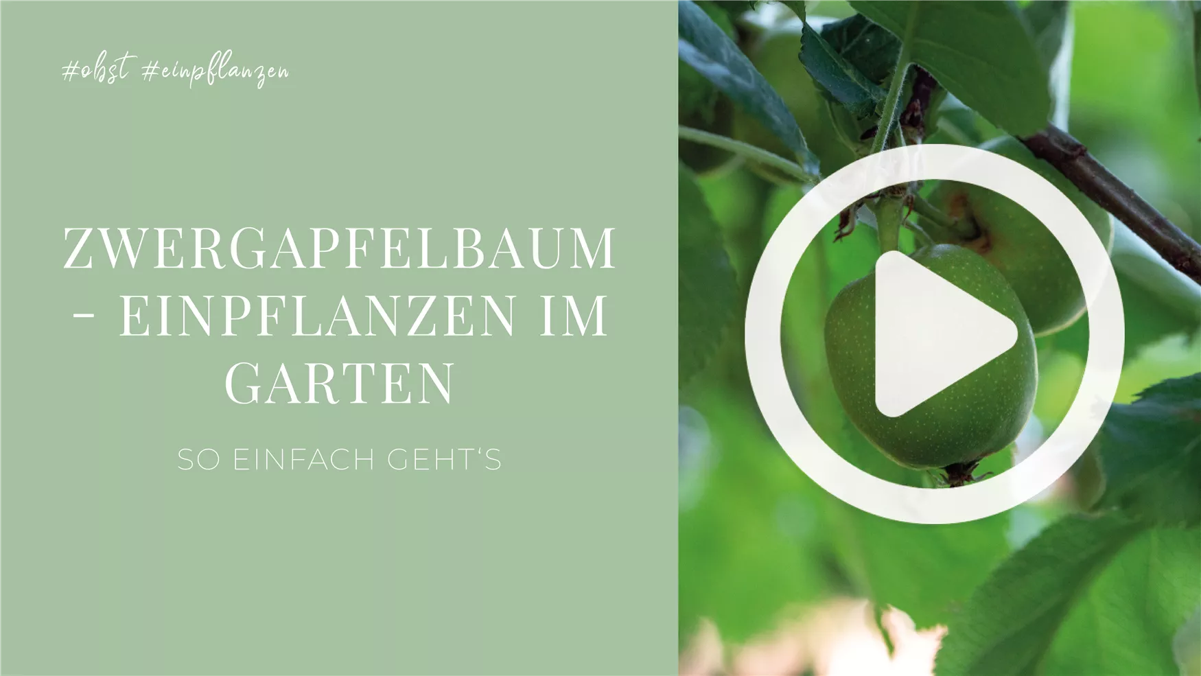 Zwergapfelbaum - Einpflanzen im Garten