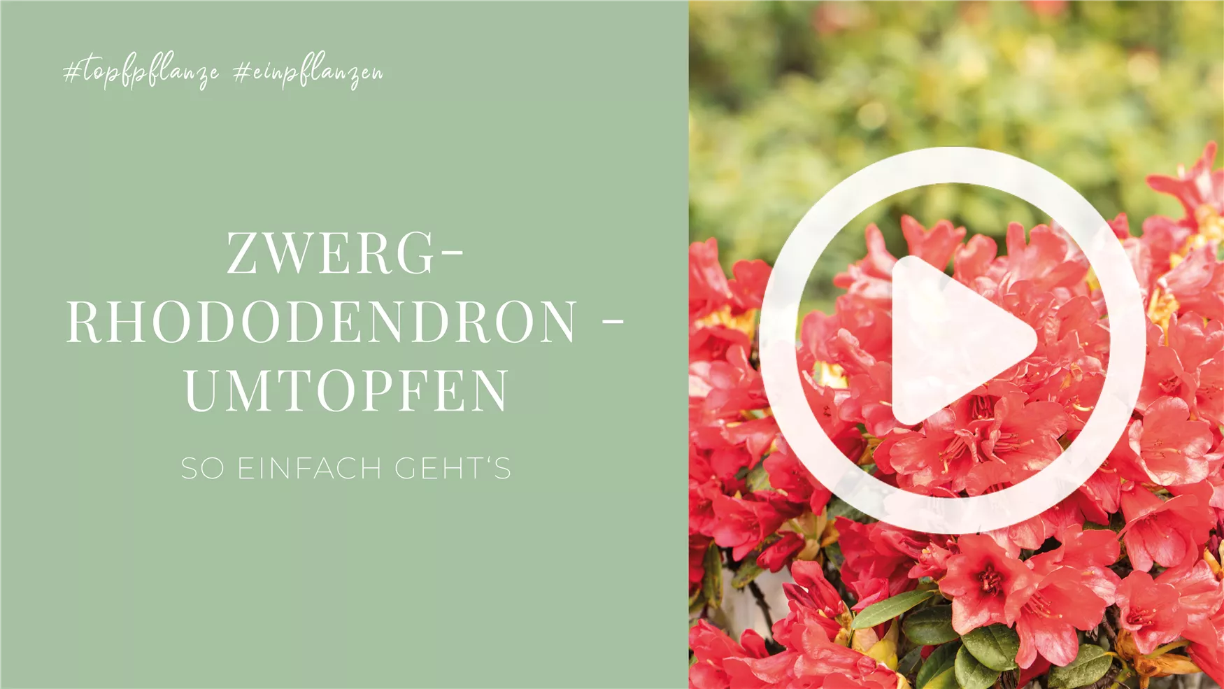 Zwergrhododendron - Einpflanzen in ein Gefäß