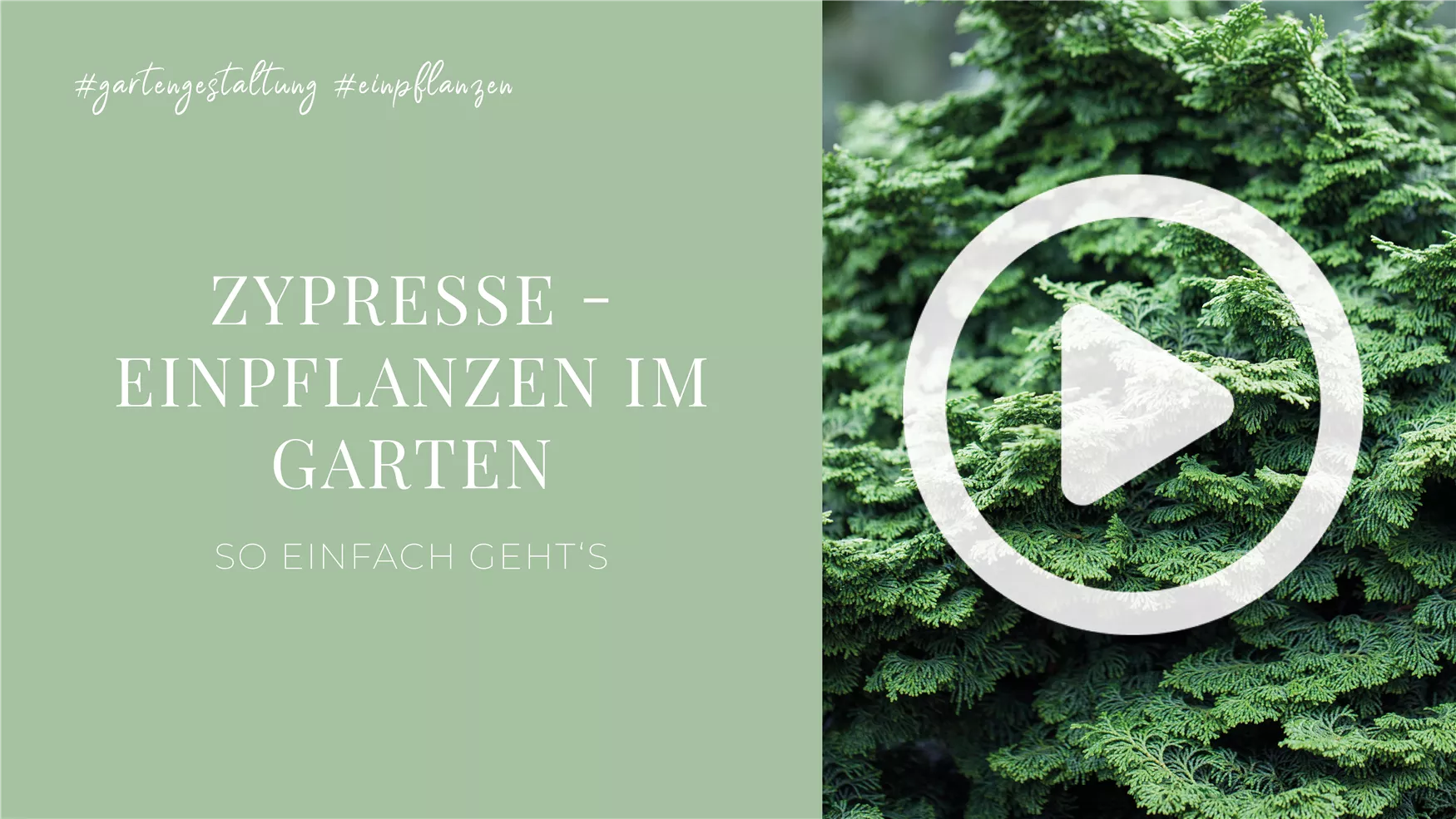 Zypresse - Einpflanzen im Garten