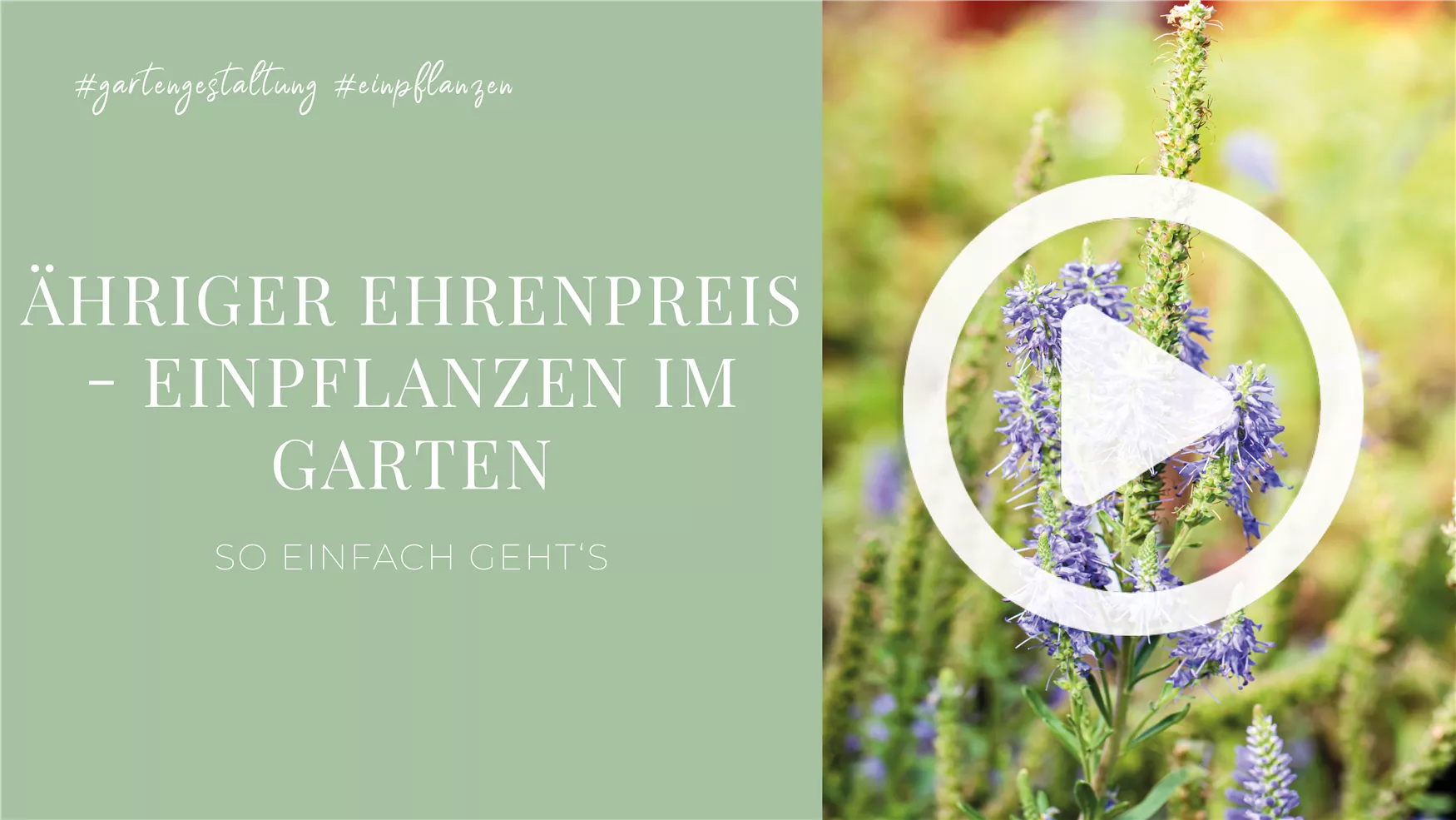 Ähriger Ehrenpreis - Einpflanzen im Garten