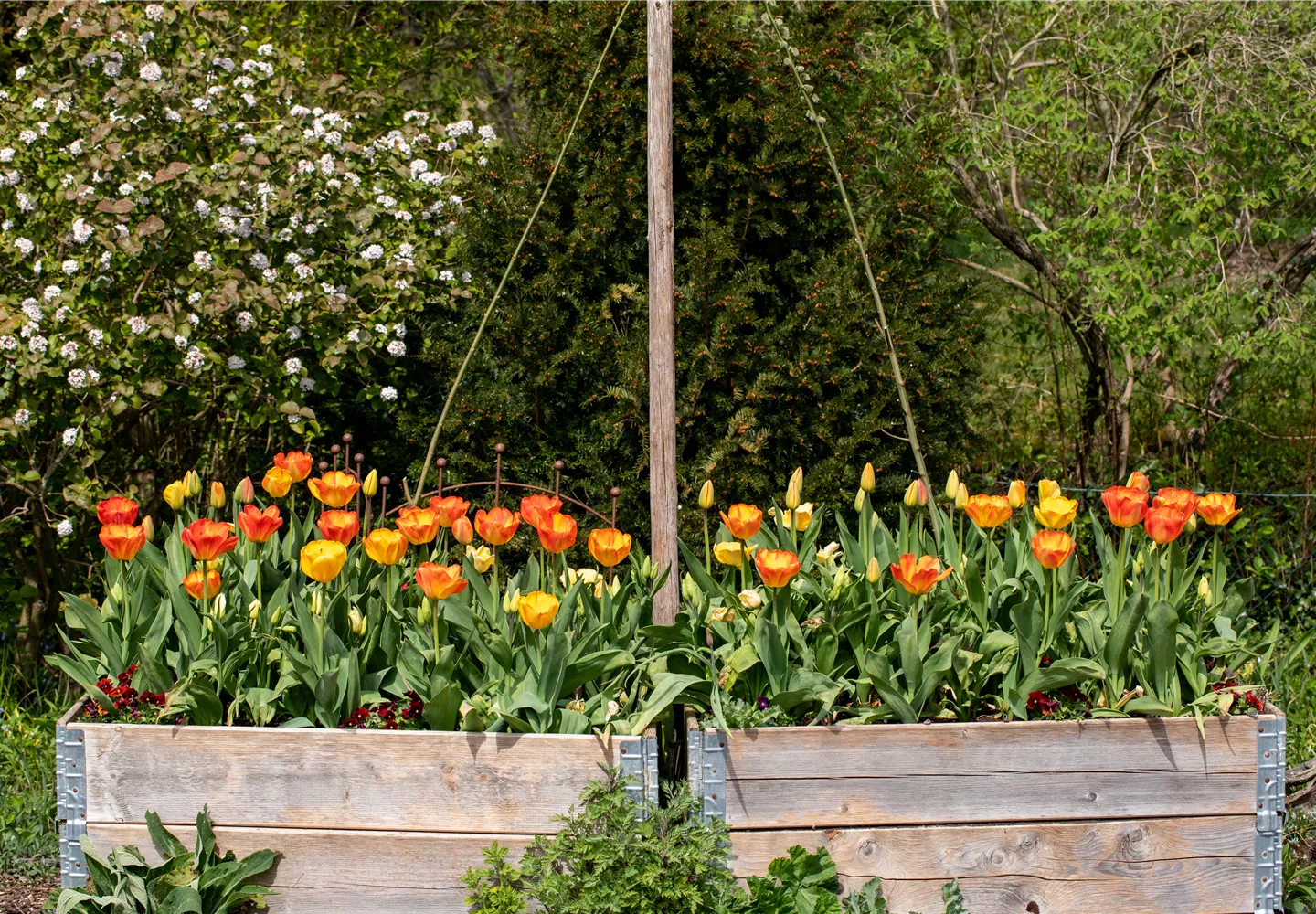 Hochbeet mit Tulpen