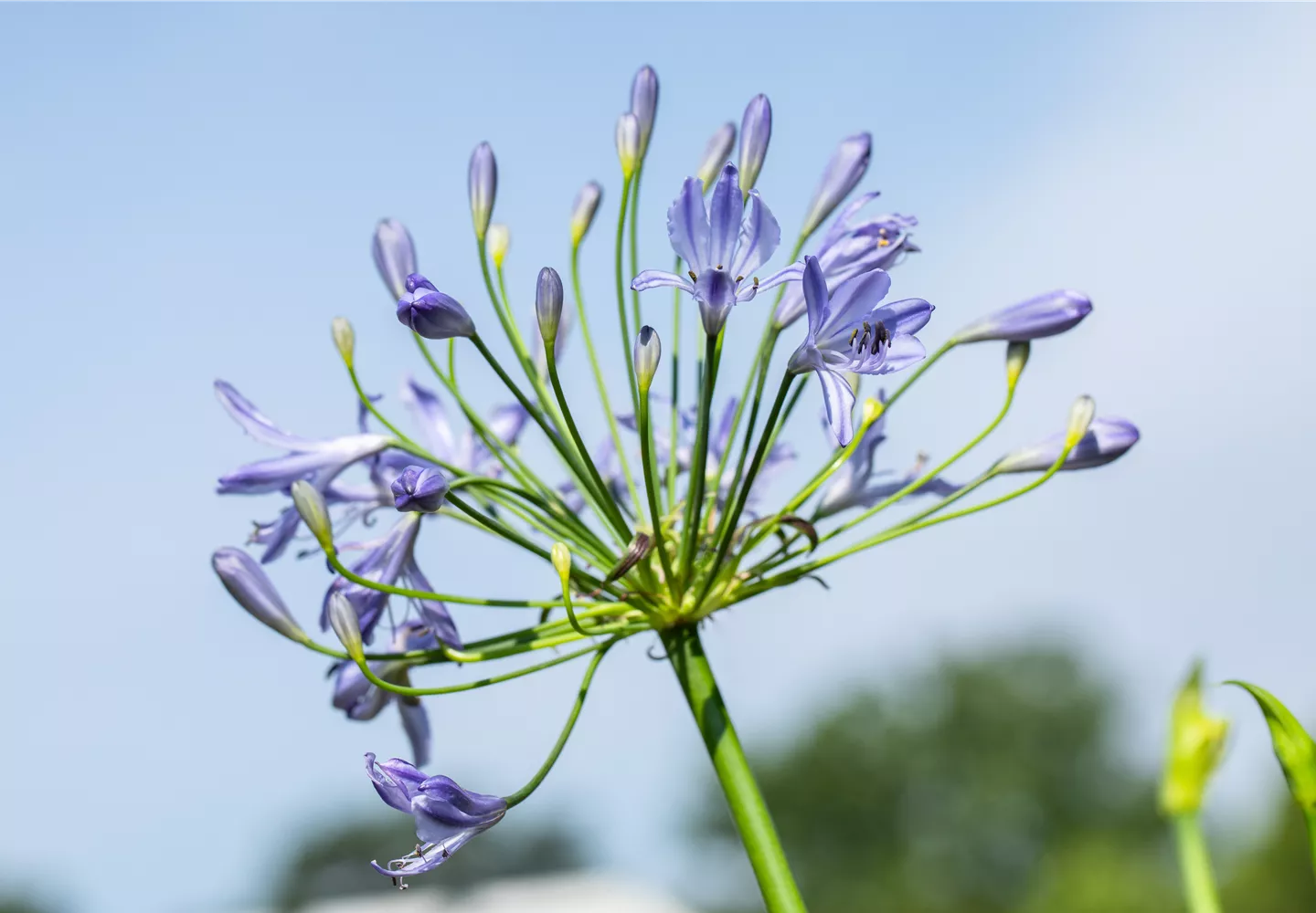 Agapanthus africanus 'Atlantic Ocean'