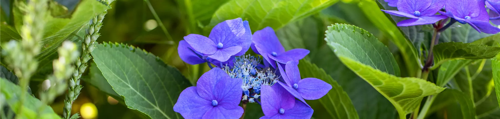 Hydrangea macrophylla, blaue Tellerblüten