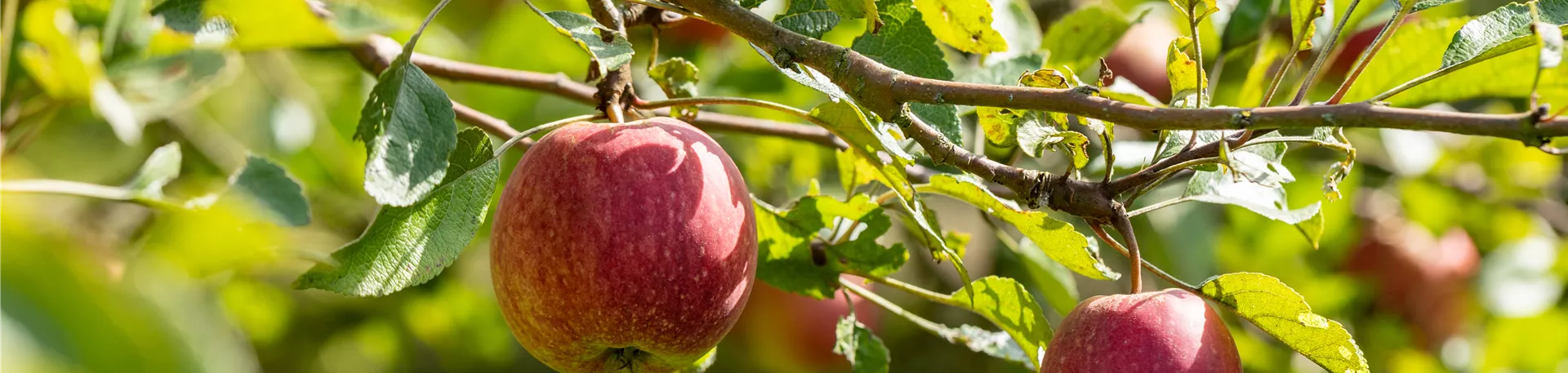 Malus domestica 'Purpurroter Cousinot'