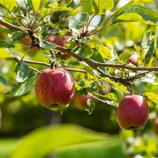 Obstbäume pflegen leicht gemacht