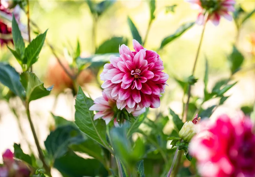 Dahlia x hortensis, magenta