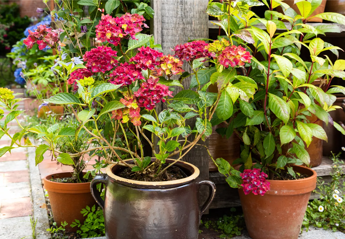 Hortensie im Pflanzkübel