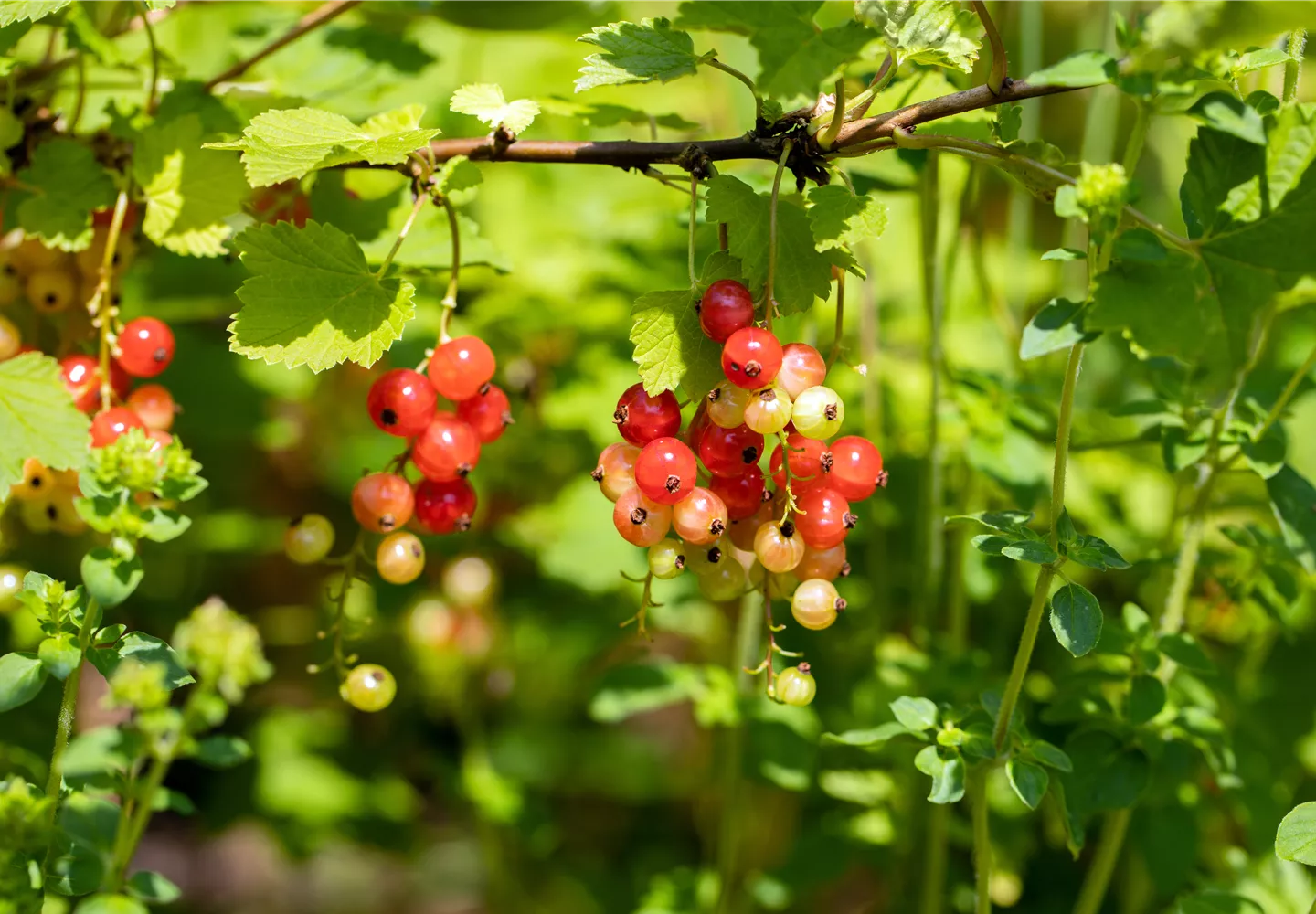 Ribes rubrum 'Rondom'