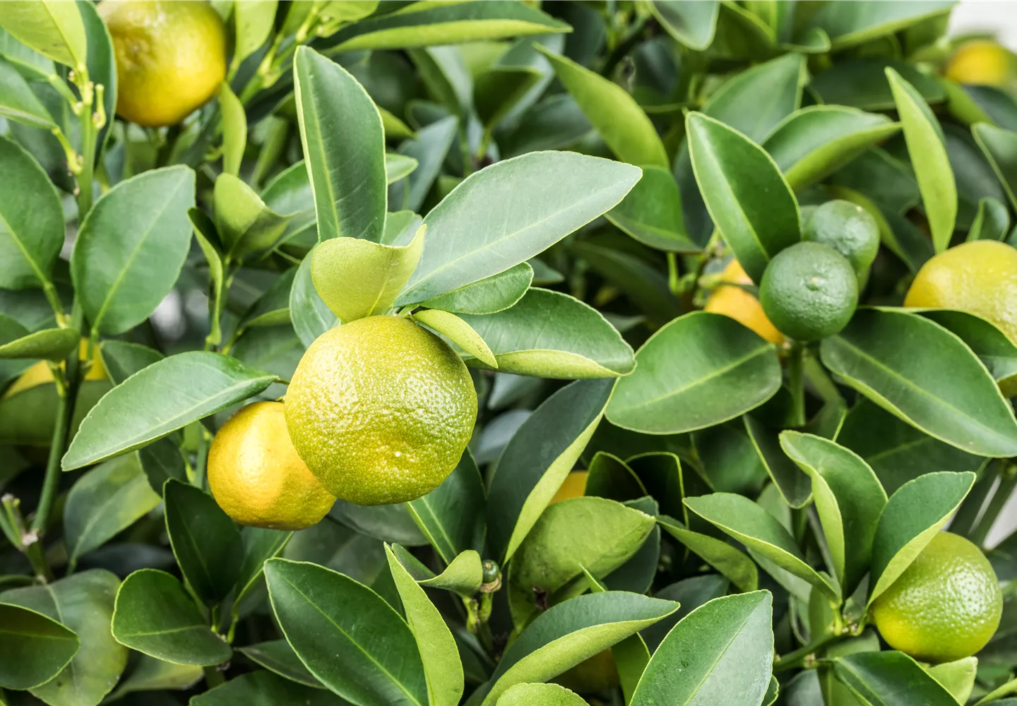 Citrus limon x fortunella japonica