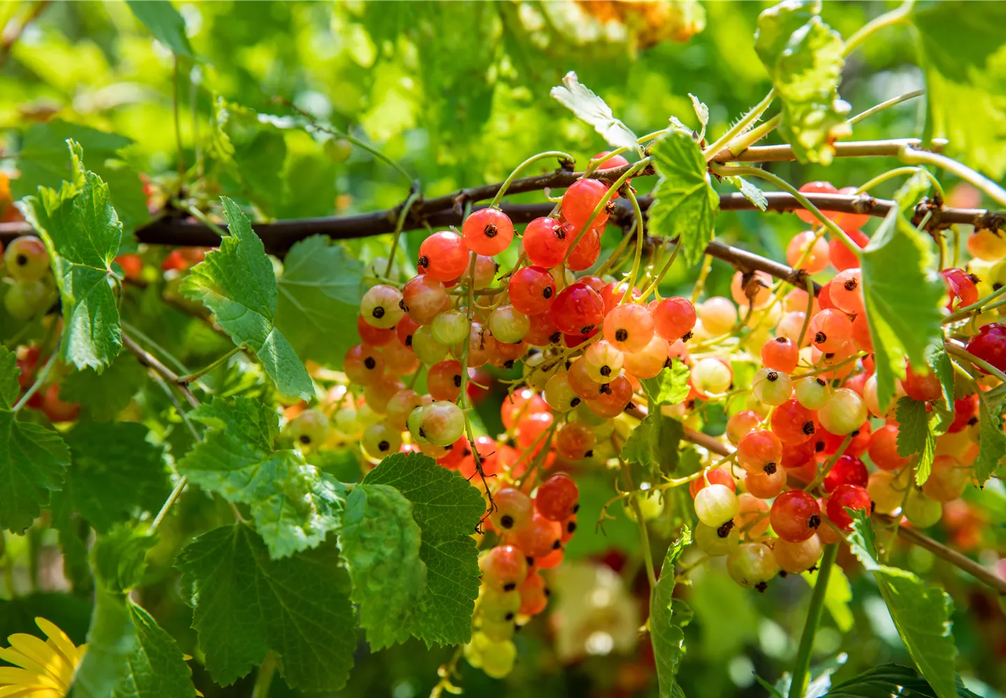 Ribes rubrum 'Rondom'