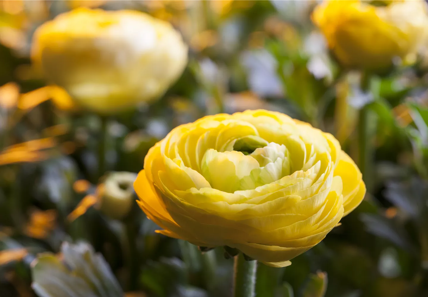 Ranunculus asiaticus