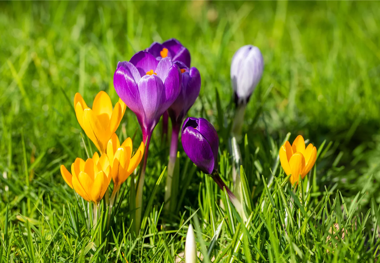 Crocus vernus