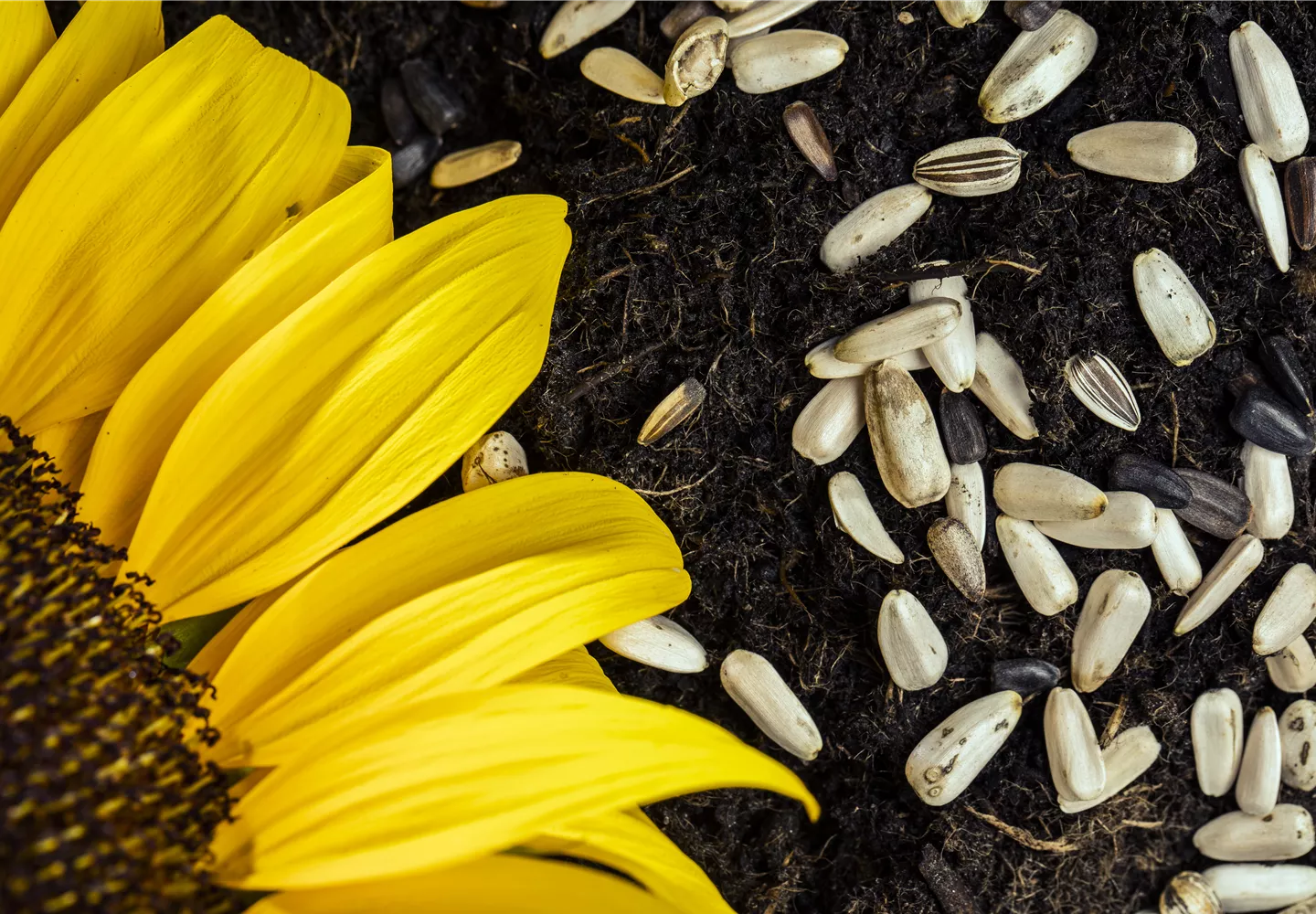 Sonnenblumensamen auf Erde