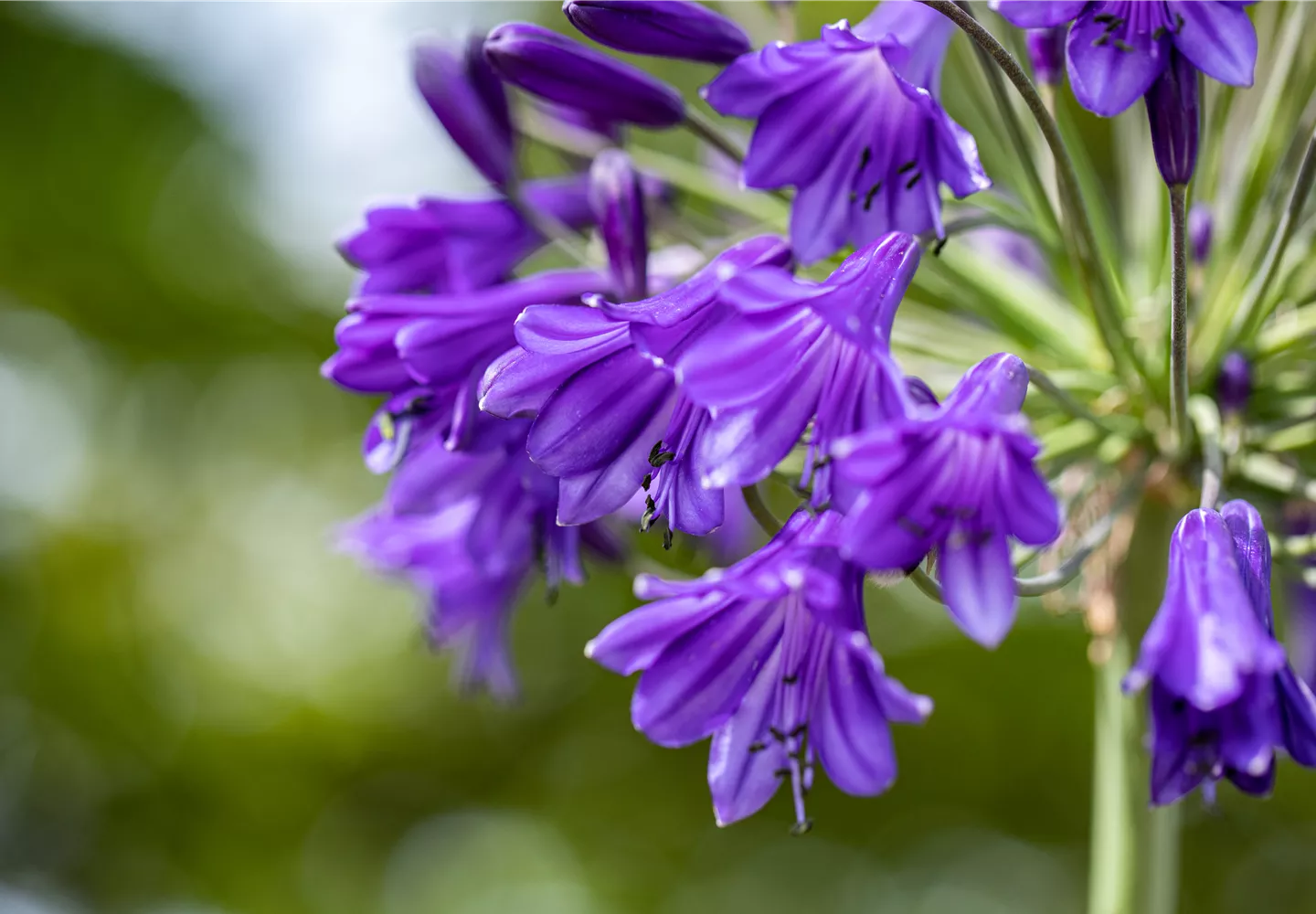 Agapanthus africanus