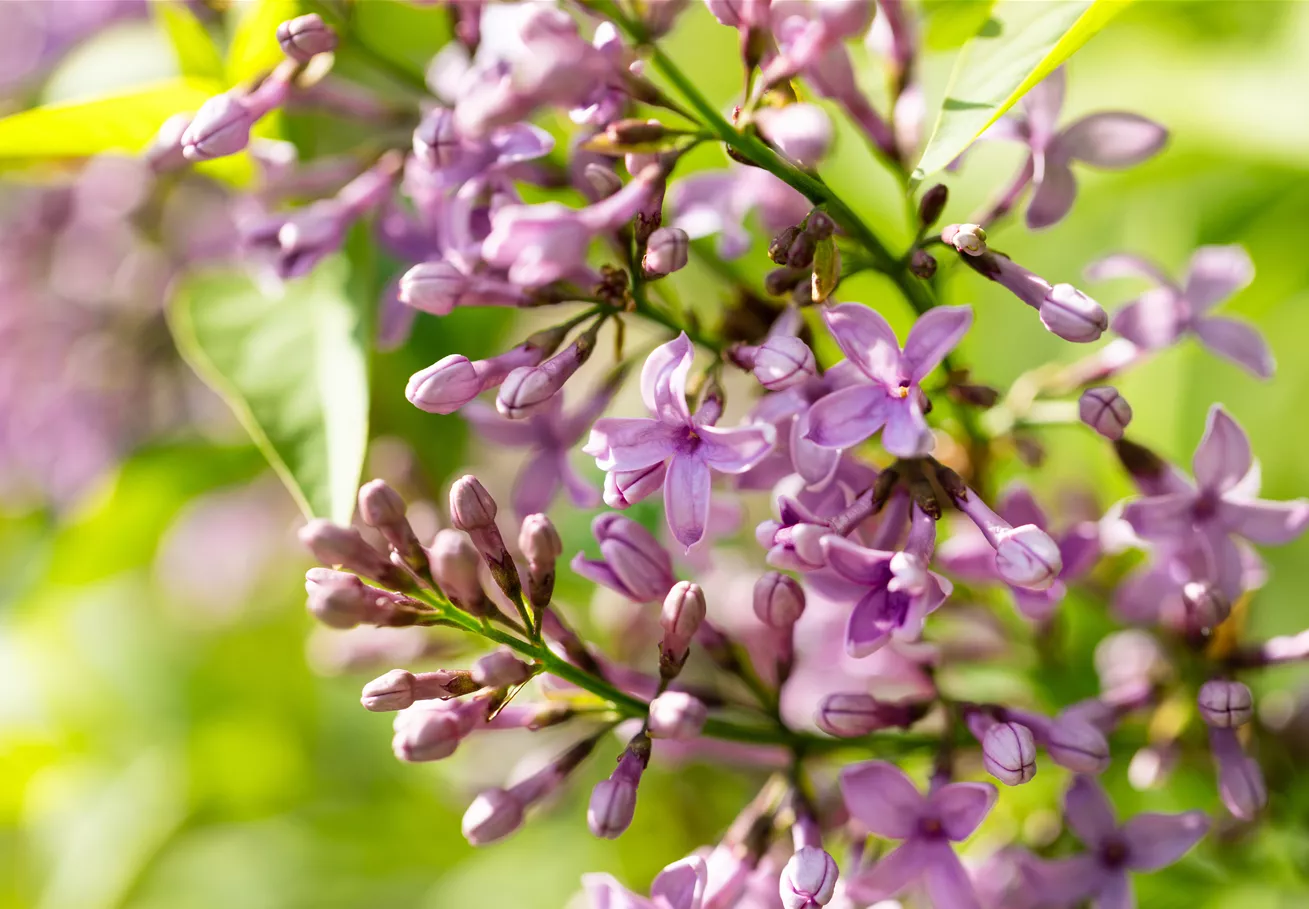 Syringa meyeri