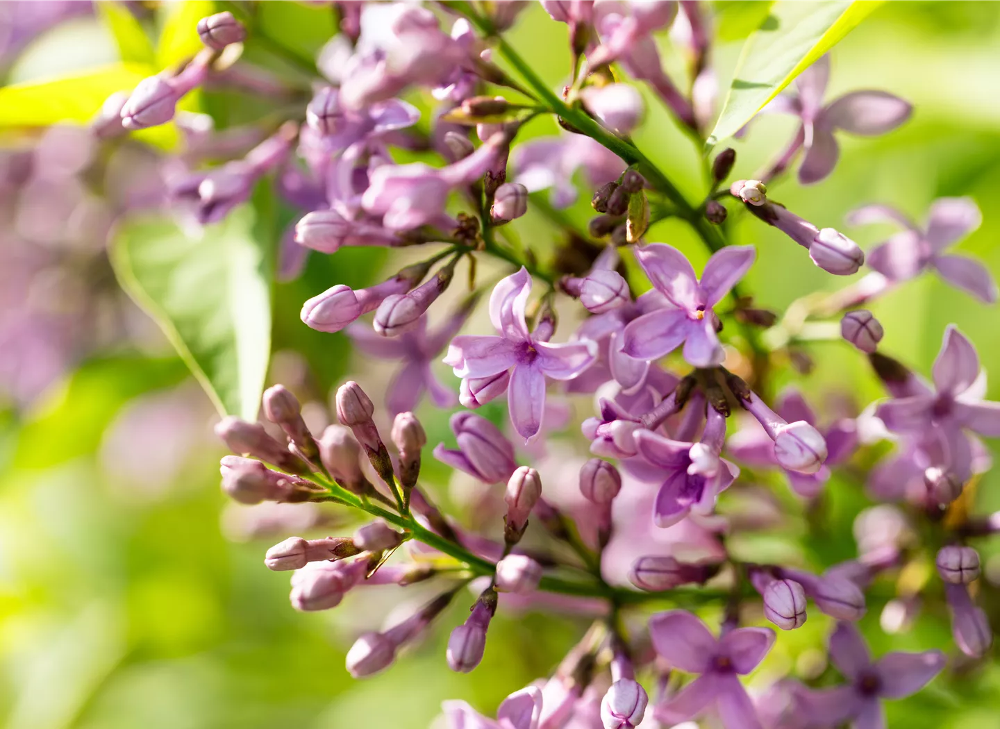 Syringa meyeri