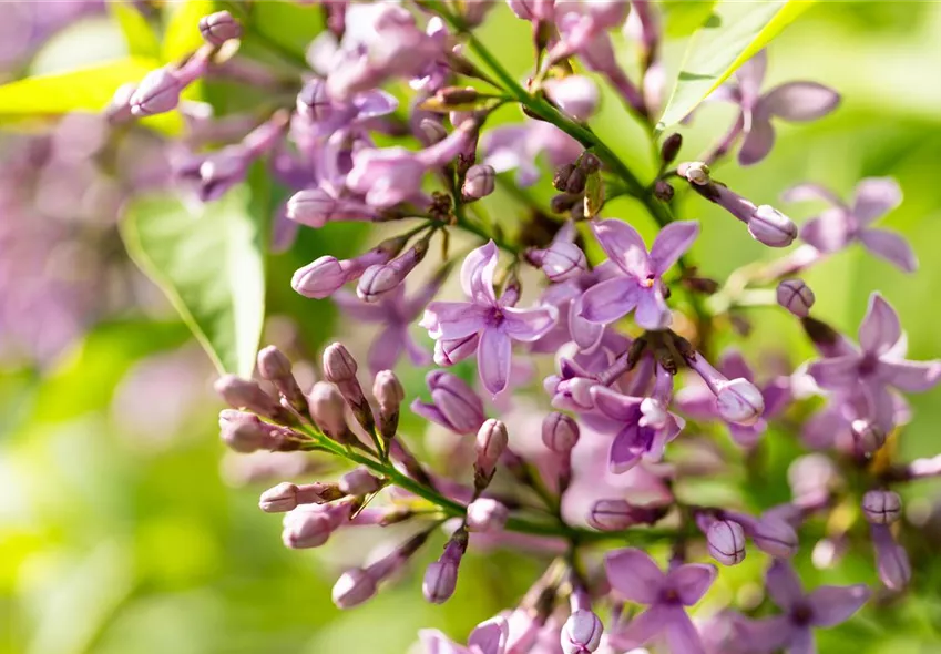 Syringa meyeri