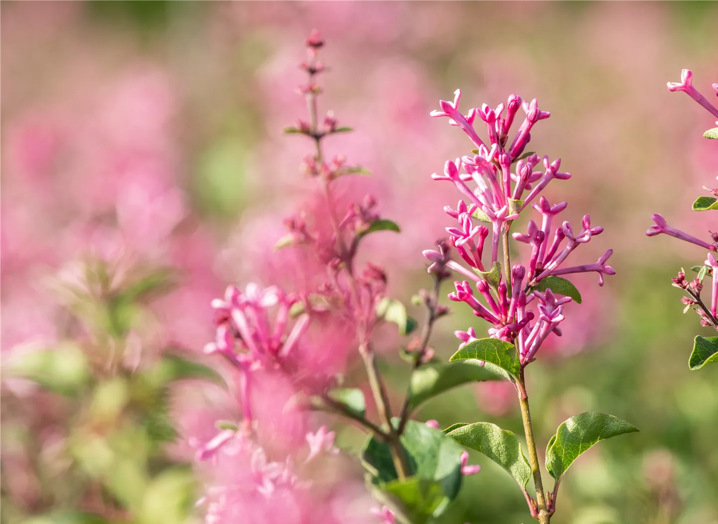 Syringa vulgaris 'Mrs. Edward Harding'