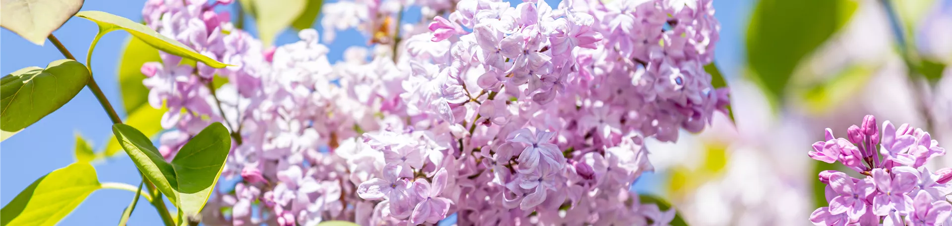 Syringa meyeri