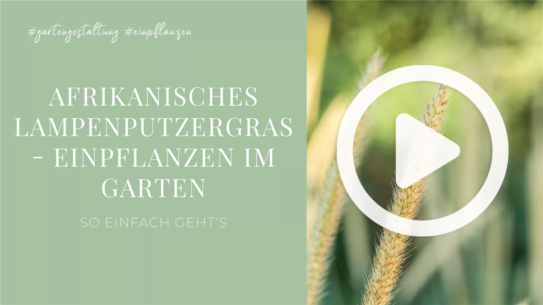 Afrikanisches Lampenputzergras - Einpflanzen im Garten