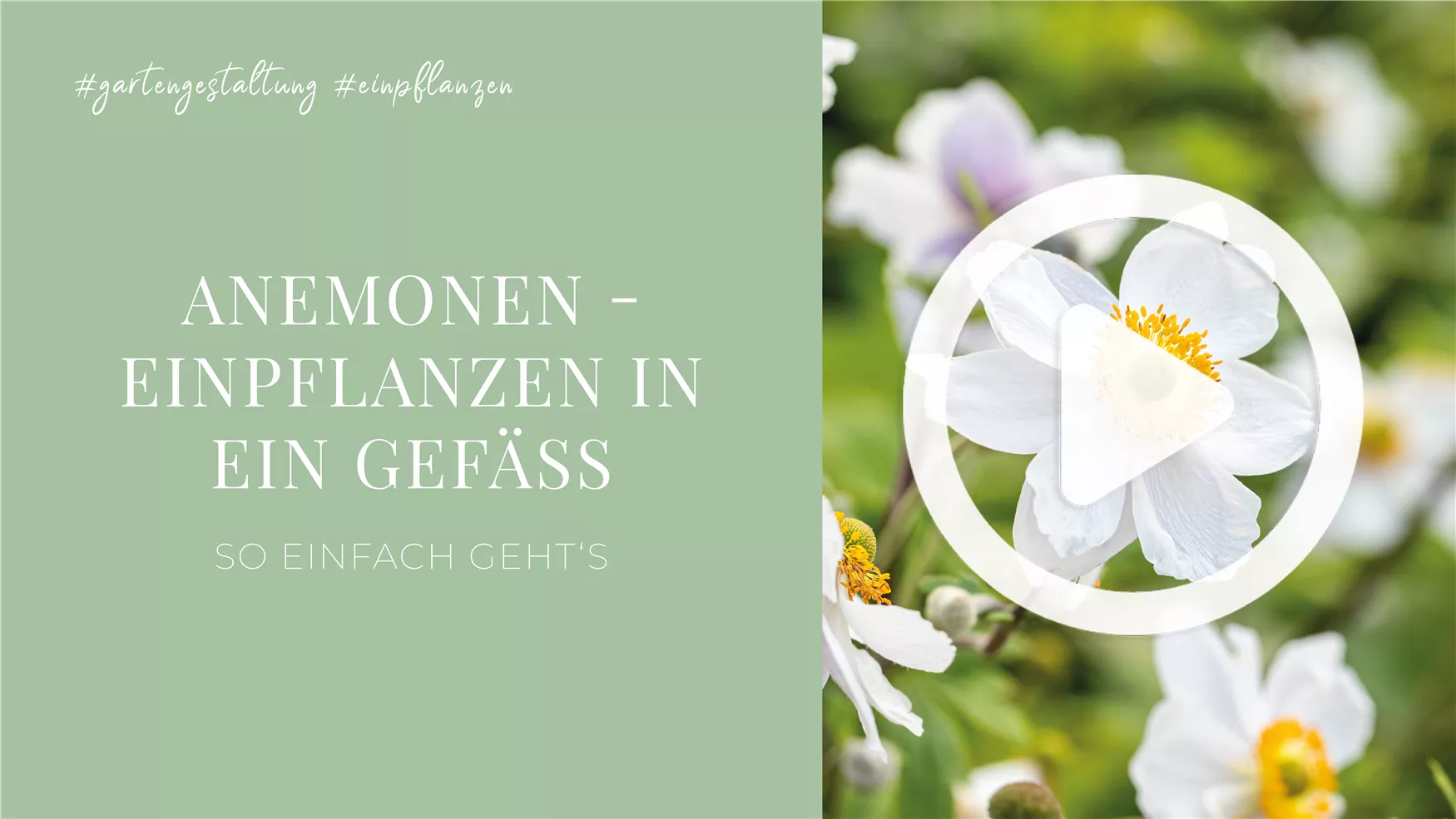 Anemonen - Einpflanzen in ein Gefäß