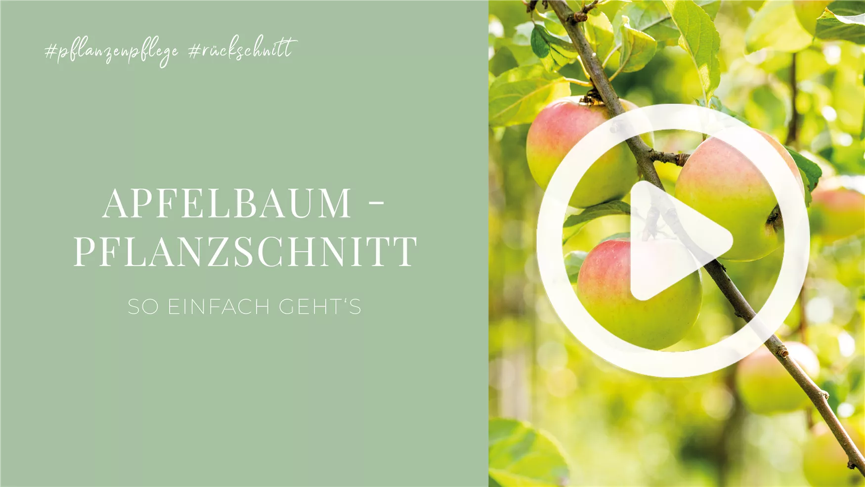 Apfelbaum - Pflanzschnitt