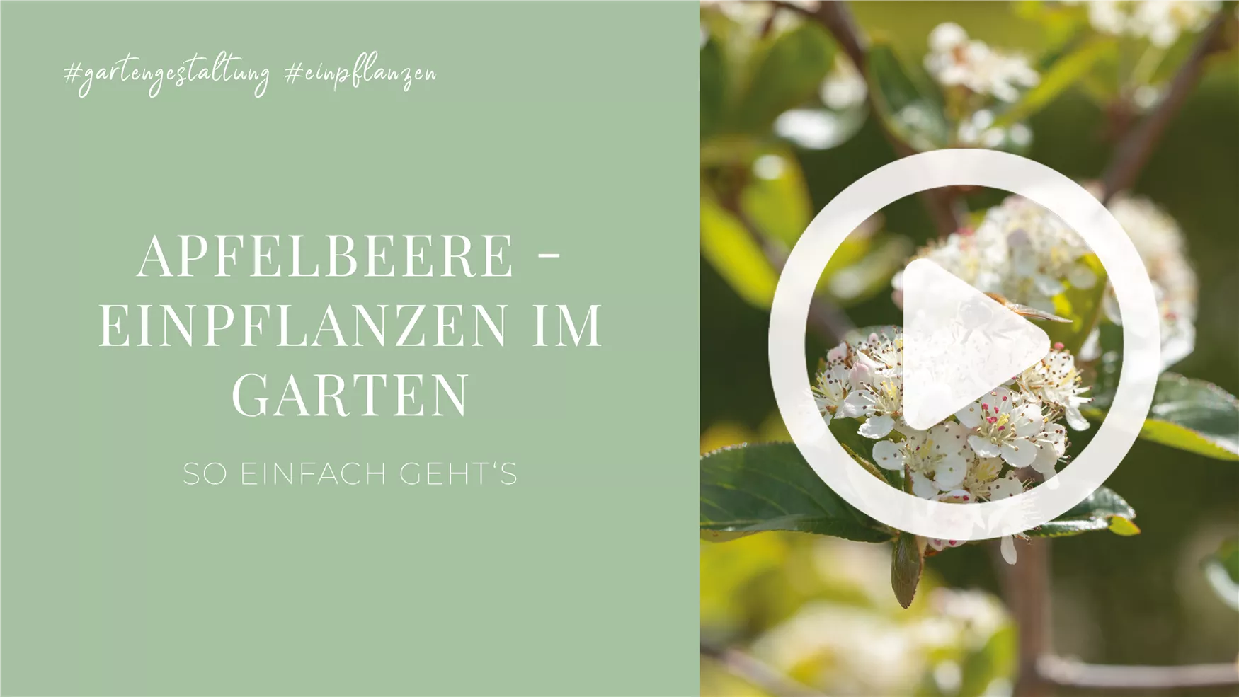 Apfelbeere - Einpflanzen im Garten