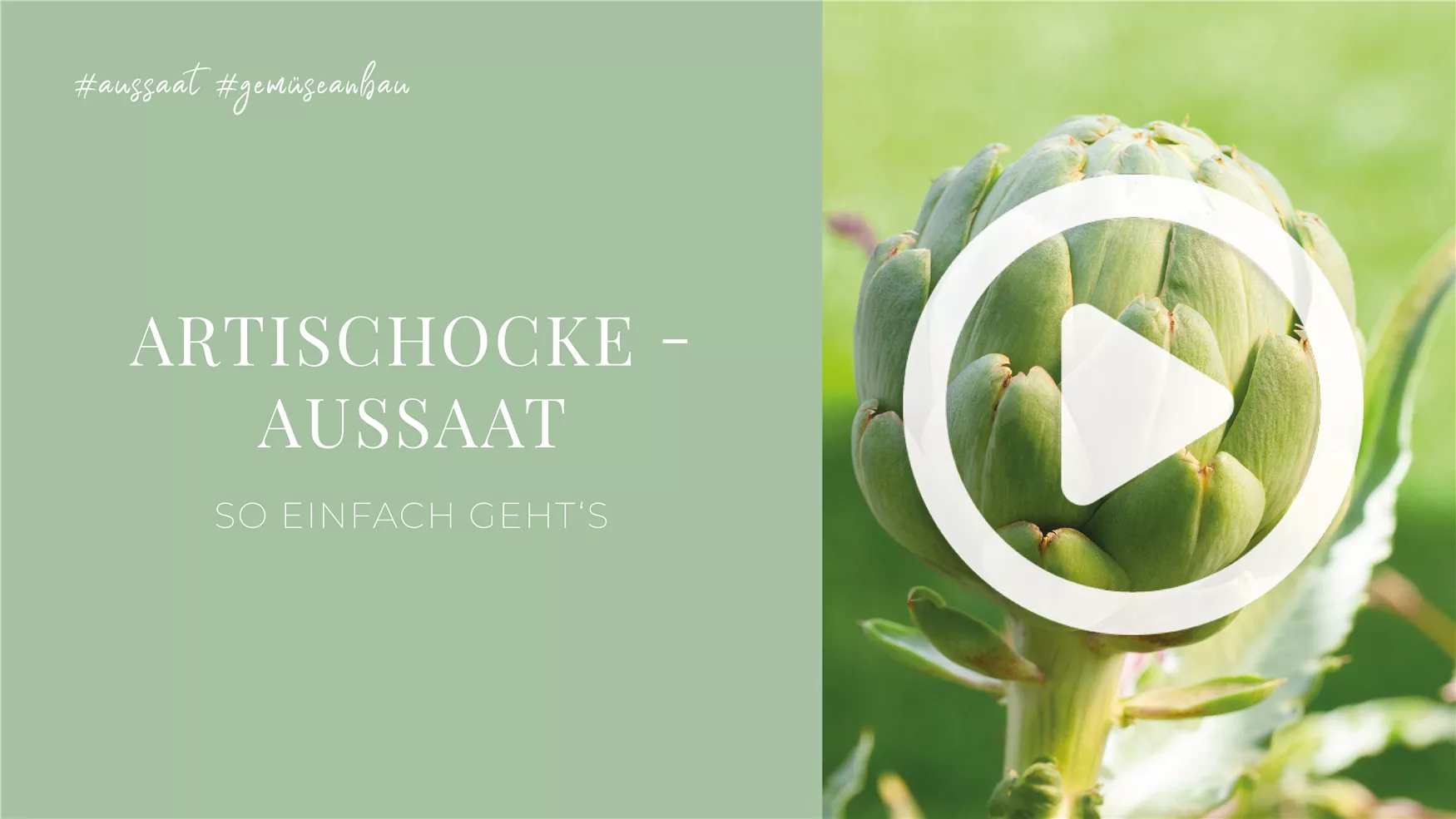 Artischocke - Aussaat