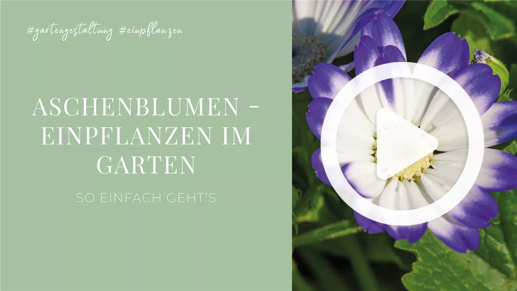 Aschenblumen - Einpflanzen im Garten