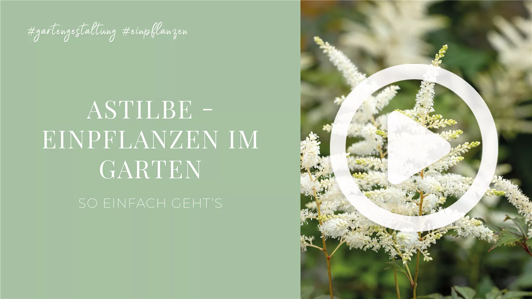 Astilbe - Einpflanzen im Garten