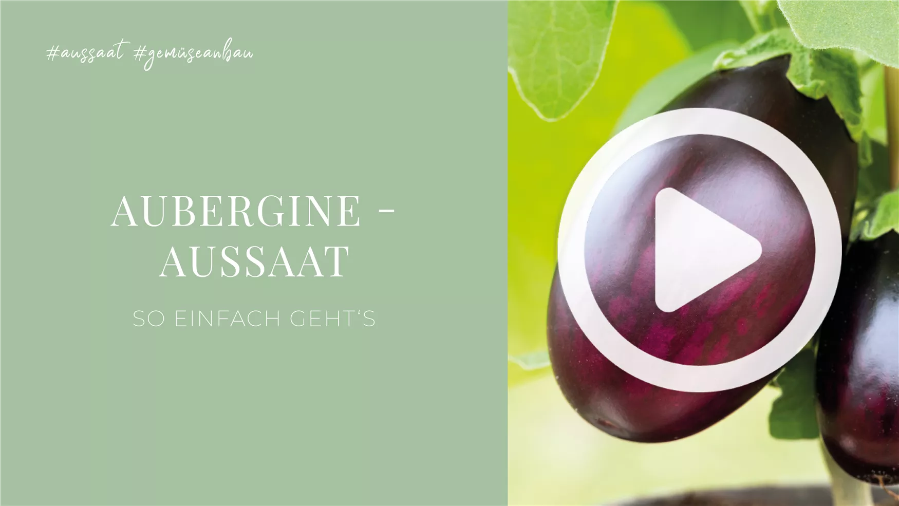 Aubergine - Aussaat