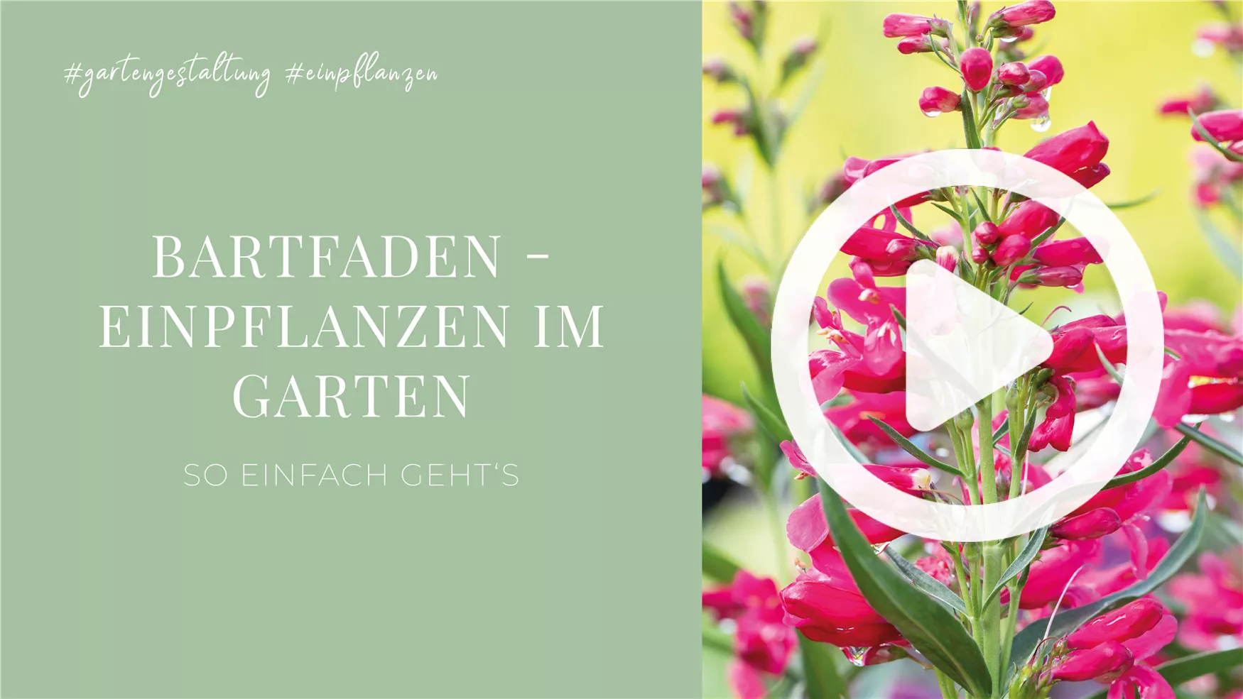 Bartfaden - Einpflanzen im Garten