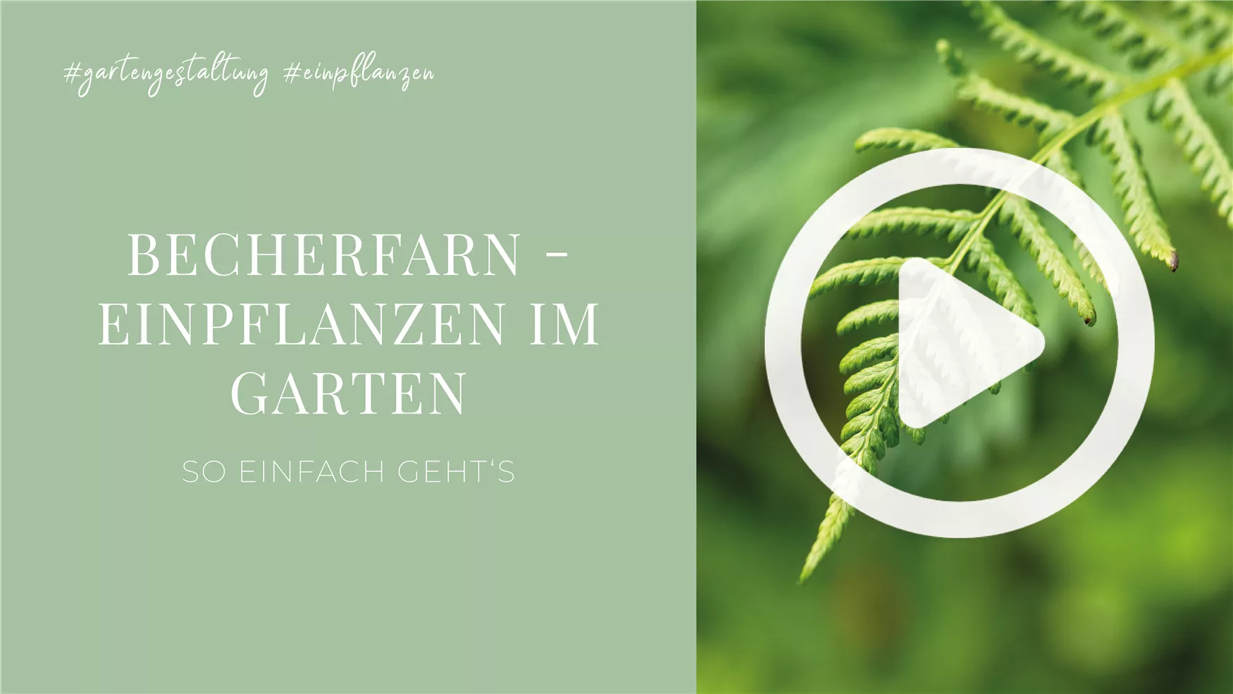 Becherfarn - Einpflanzen im Garten