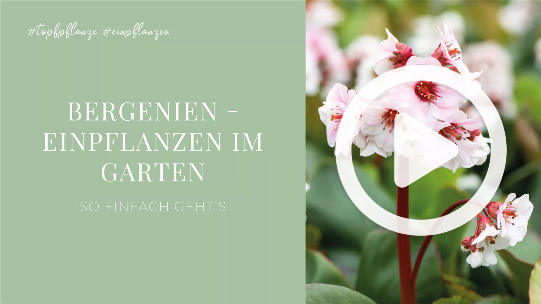 Bergenien - Einpflanzen im Garten