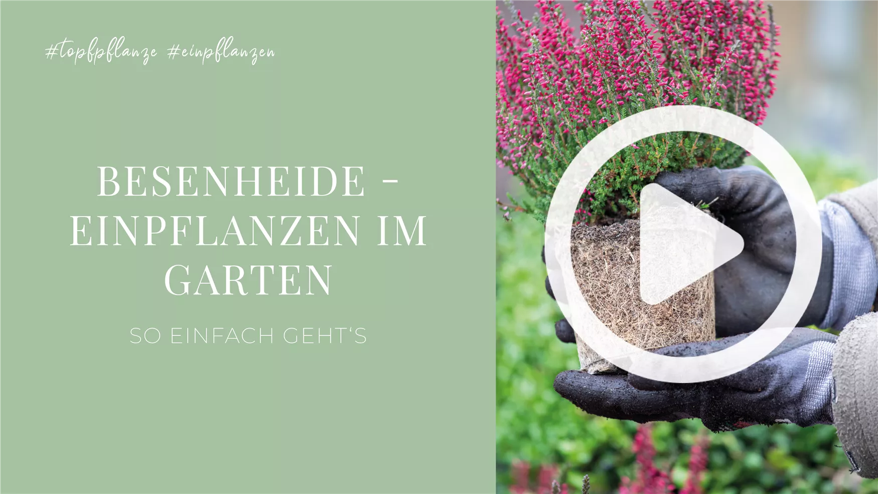 Besenheide - Einpflanzen im Garten