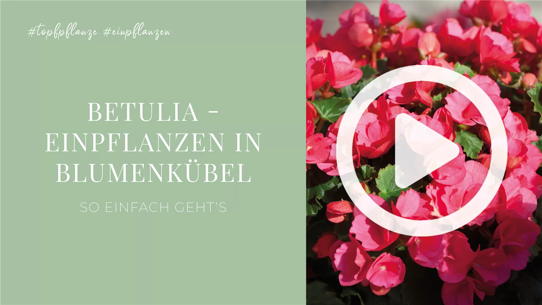 Betulia - Einpflanzen in Blumenkübel