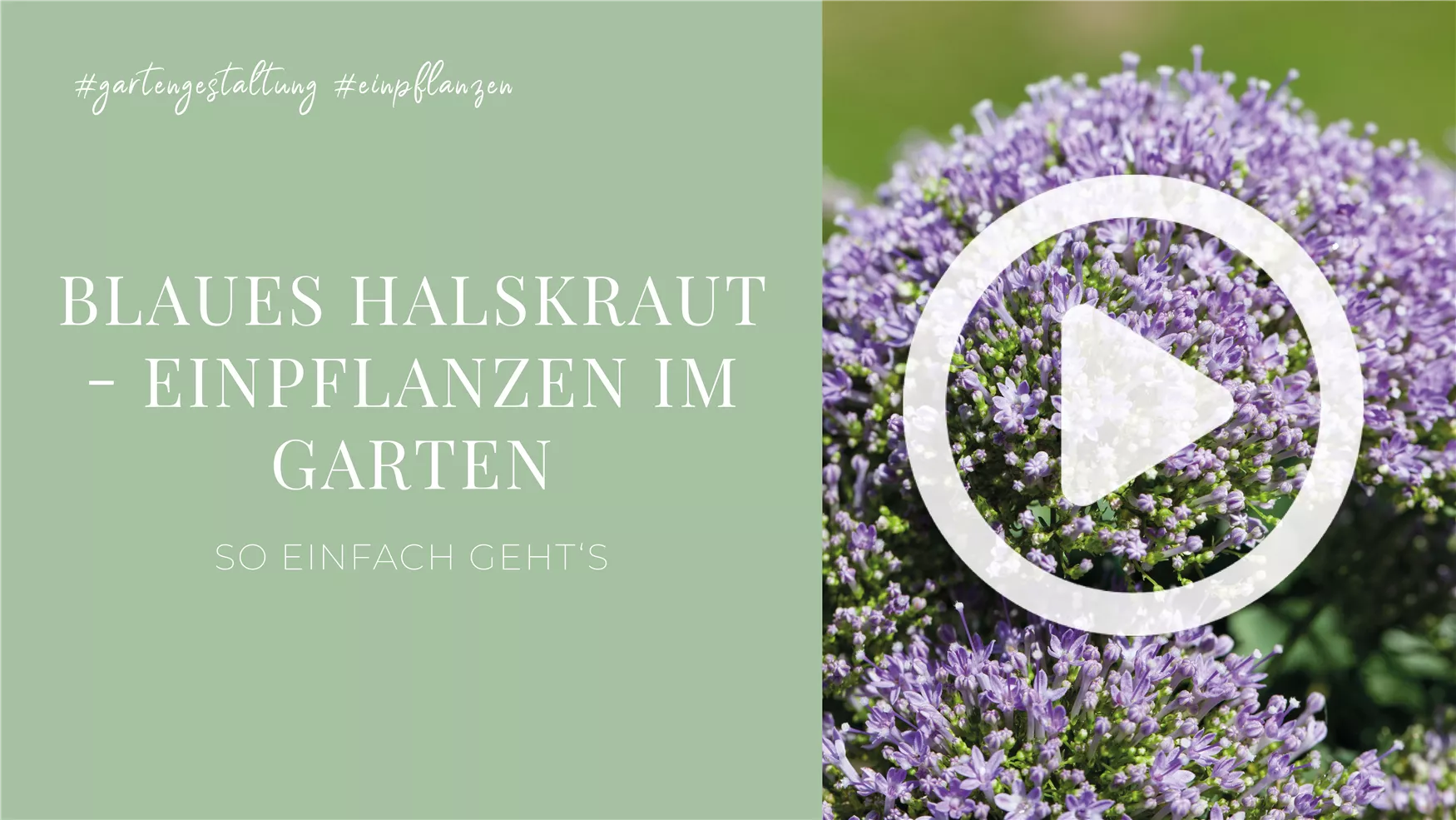 Blaues Halskraut - Einpflanzen im Garten