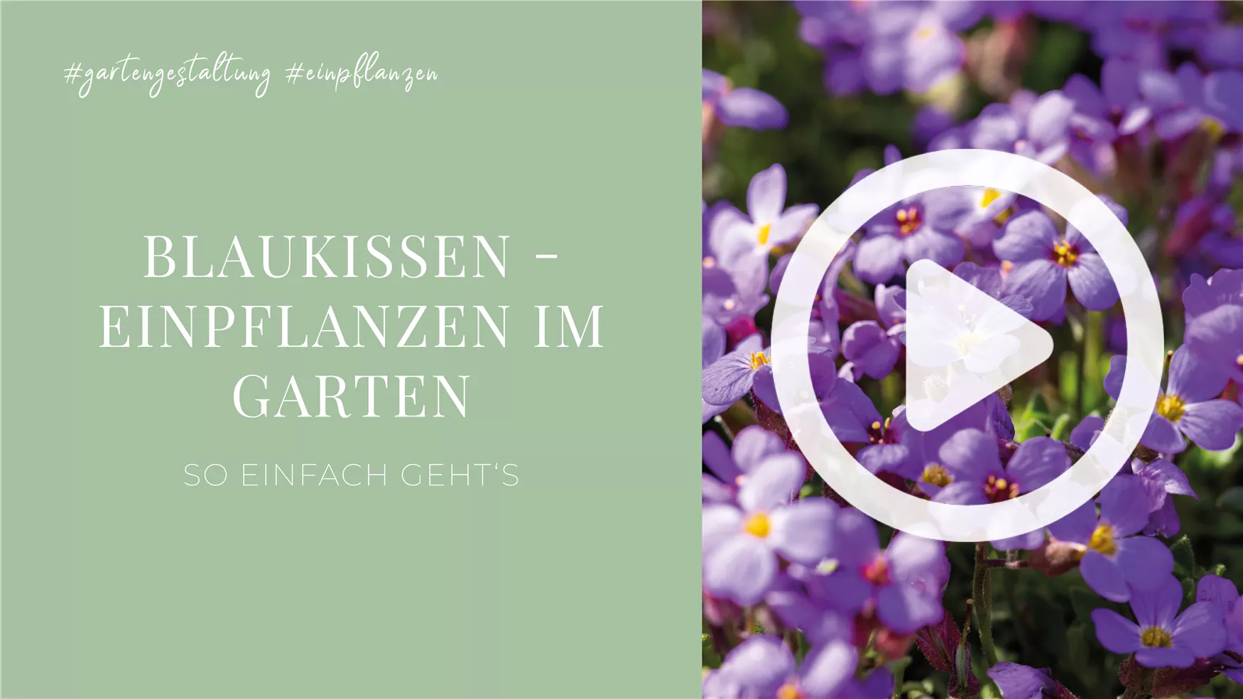 Blaukissen - Einpflanzen im Garten